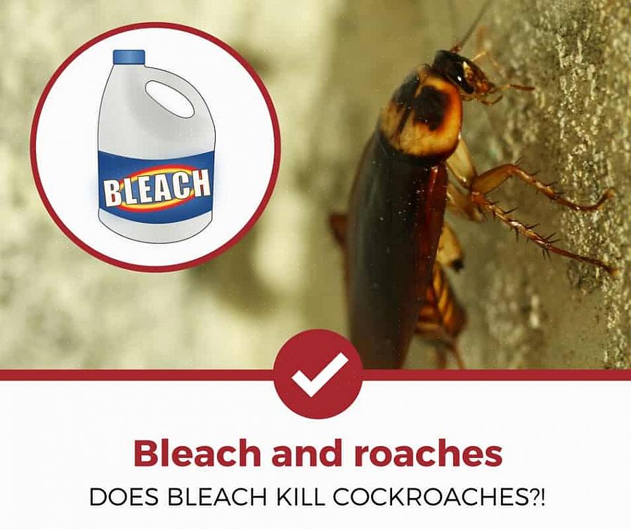 Så hvordan kan du bli kvitt kakerlakker uten å bruke sterke kjemikalier