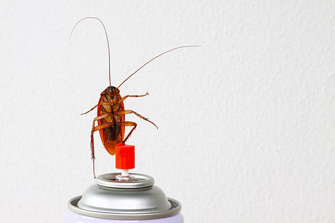 Det første trinnet for å bli kvitt kakerlakker er å fastslå om du har et angrep eller ikke