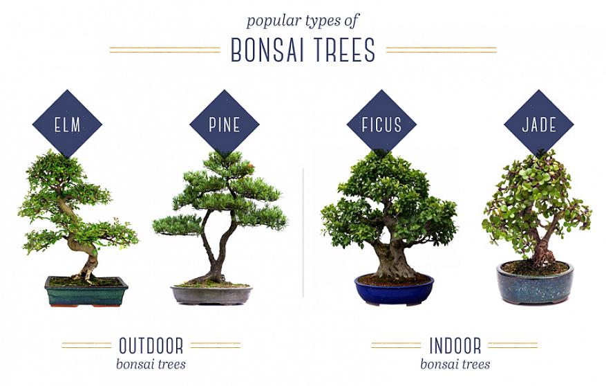 Hvordan dyrke bonsaitrær med letthet