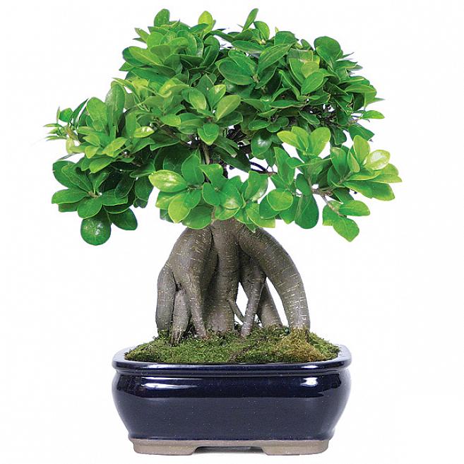 Å vite hvordan du planter bonsai-trær er bare en del av informasjonen du trenger for pleie
