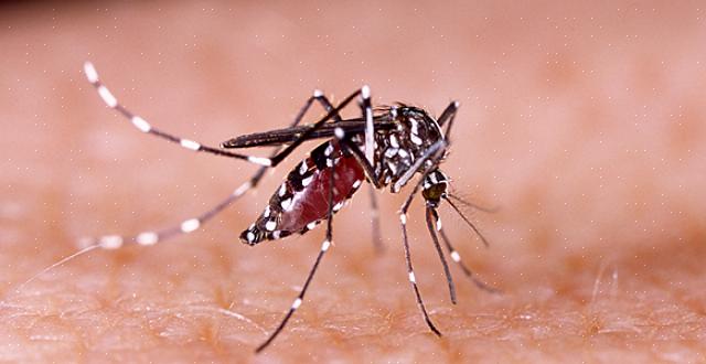 I tillegg til dengue kan aedes aegypti også overføre Zika-virus