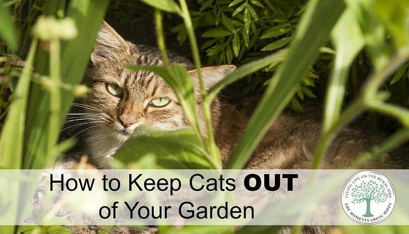 Vi skal lede deg gjennom hvordan du holder katter unna med naturlige