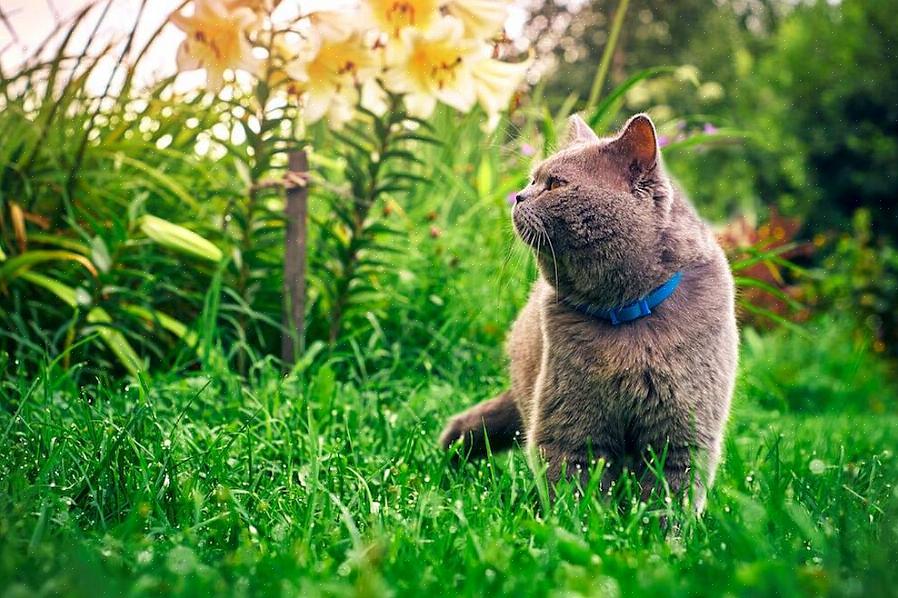 Finnes det produkter som er spesielt utviklet for å hjelpe med hvordan du kan bli kvitt katter i hagen
