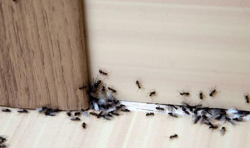 איך להיפטר מנמלים: הרחקת נמלים קיימות