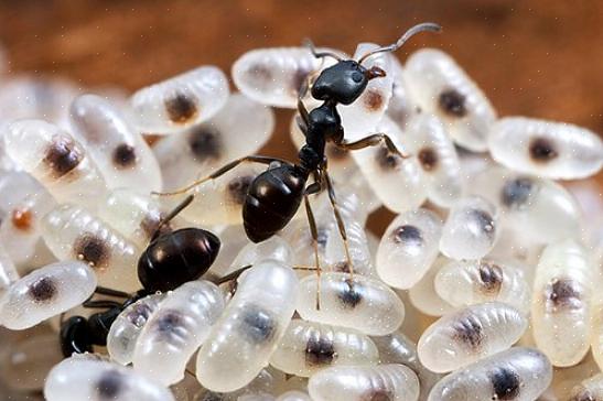 איך להיפטר מנמלים במטבח