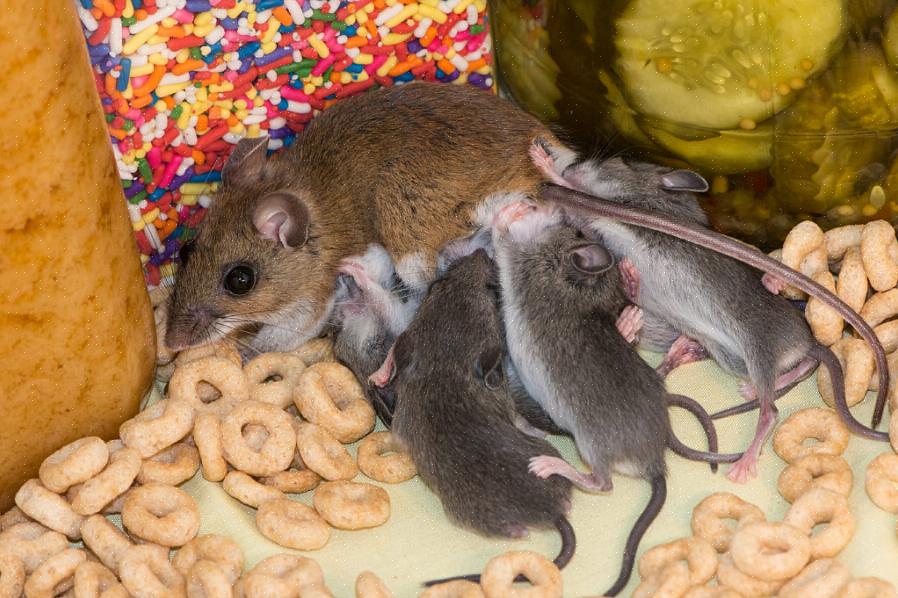 כיצד להרוג חולדות וכיצד להיפטר מעכברים באמצעות מלכודות ורעל