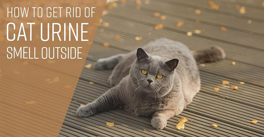 Gelukkig weten we hoe we de geur van kattenpis kunnen verwijderen
