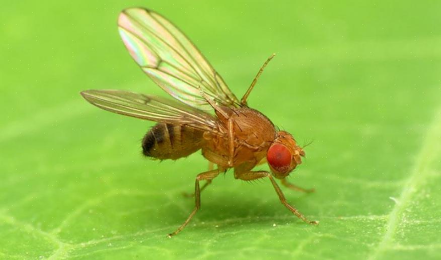 Θέλετε να μάθετε πώς να εξαλείψετε τις μύγες