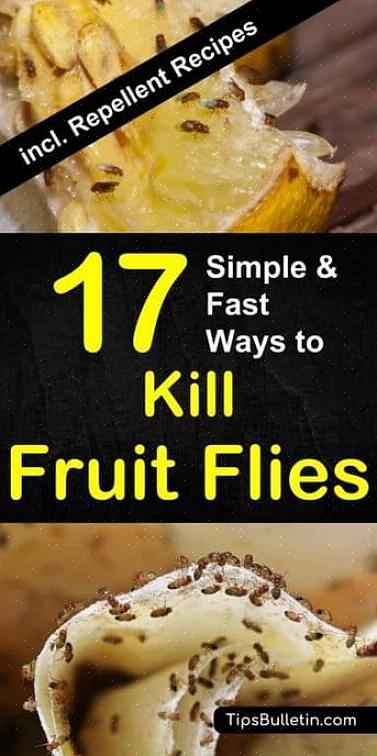 Trenger du flere tips for å vite hvordan du eliminerer fruktfluer