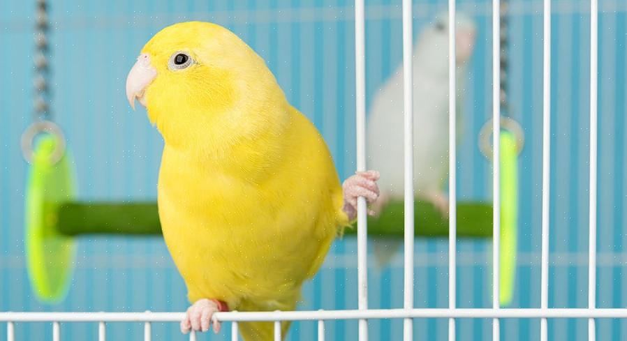 Les hvordan eddik kan hjelpe deg med å rense gitteret i fugleburet