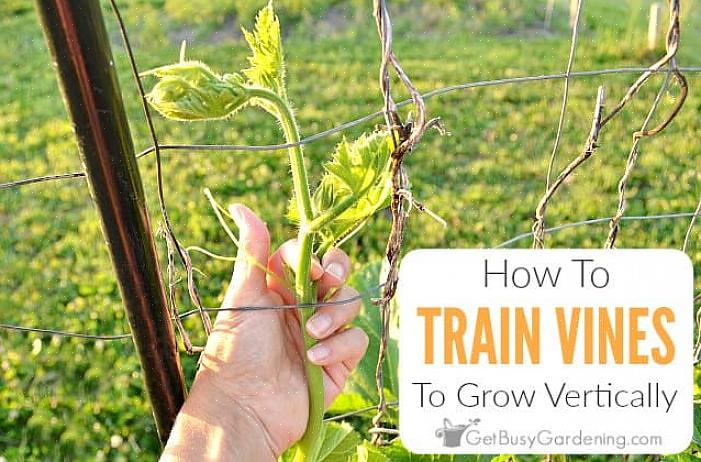 להלן מדריך בסיסי כיצד לגדל גפנים שניתן ליישם גם כיצד לגדל גפנים וכיצד לגדל את צמח הדולר הפופולרי