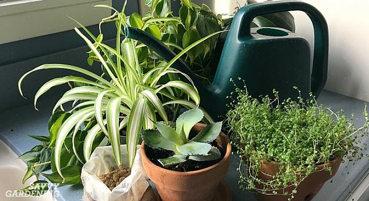 צמחי נוי בתוך הבית מסוגלים לא רק לייצר חמצן ולהפוך את האוויר בחדר לרענן יותר