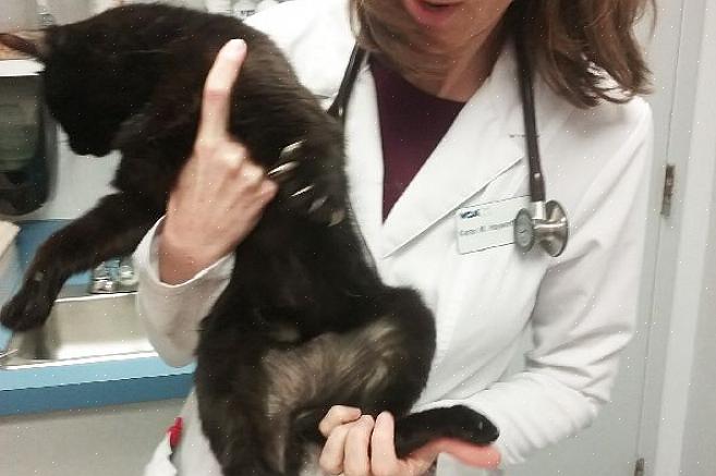 הנה כמה מהגורמים לנשירת שיער חתולים והסכנות שבני אדם יכולים לחוות ממגע פיזי עם הפרווה