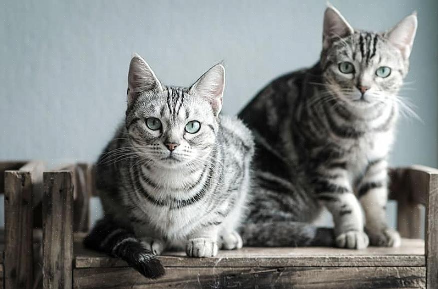 המחיר של חתול אשרה לזנב אחד מתחיל מ-22 אלף דולר או 2516 מיליון רופיה