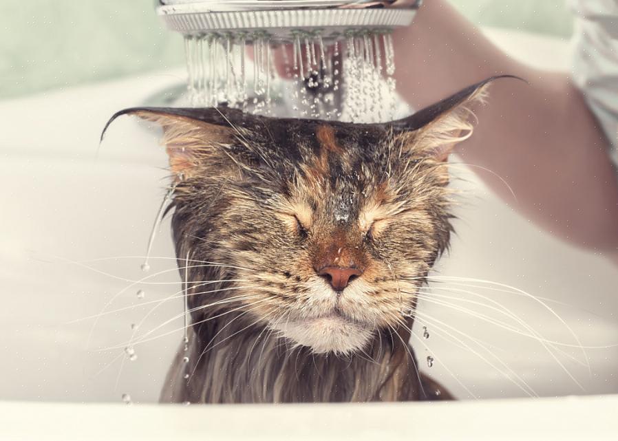 O artigo a seguir responderá às suas perguntas sobre como dar banho em um gato
