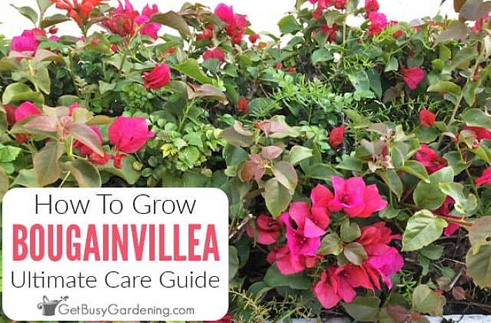 Door te weten hoe u papieren bloemen of bougenville-bloemen op de juiste manier kunt kweken