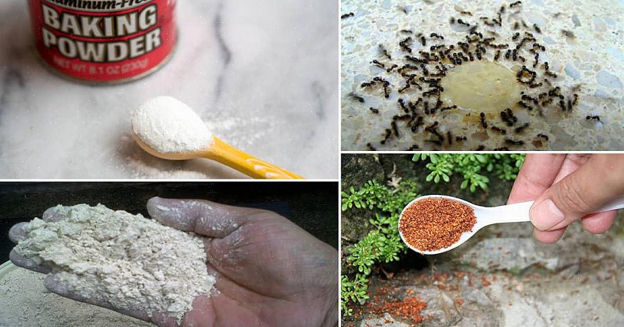 מנעו והתמודדו עם נמלים בבית עם 3 השלבים הפשוטים האלה כדי להיפטר מנמלים מהבית שלכם