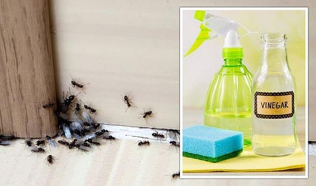 איך להיפטר מנמלים ב-3 שלבים חשובים