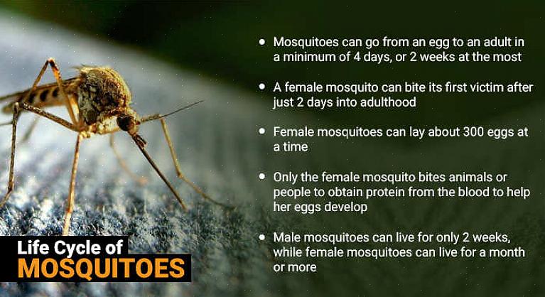 השימוש בכימיקלים או בקוטלי חרקים אינו הדרך היחידה להדוף יתושים