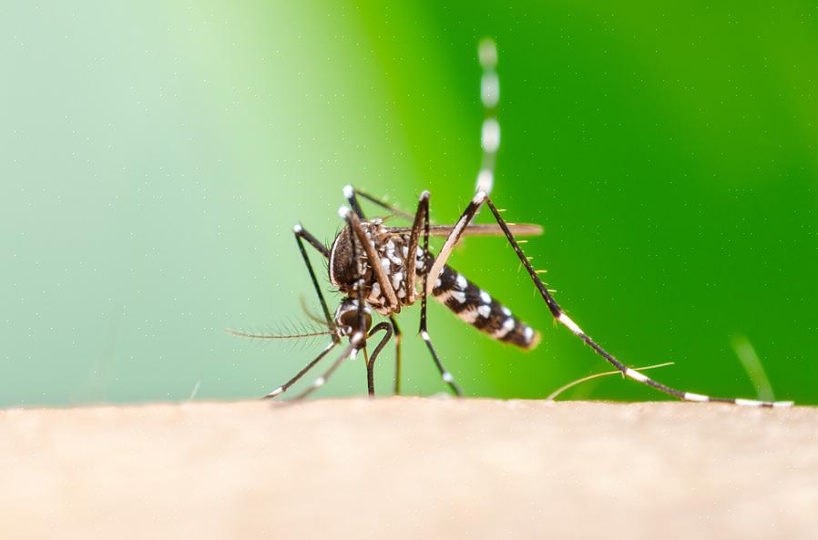 יש כל כך הרבה דרכים שאתה יכול לבחור להדוף נחילי יתושים בבית שלך ולמנוע את רבייתם