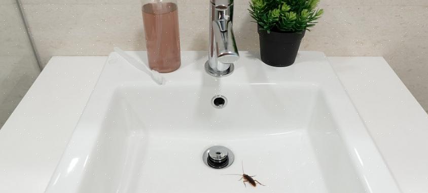 Hvordan bli kvitt kakerlakker på badet vil ikke drepe kakerlakker
