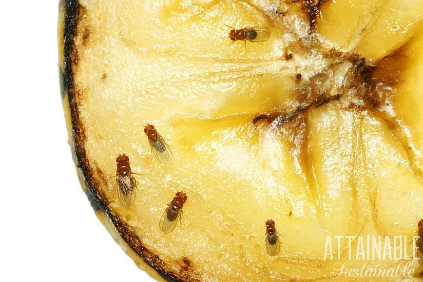 Les hvordan du blir kvitt fruktfluer