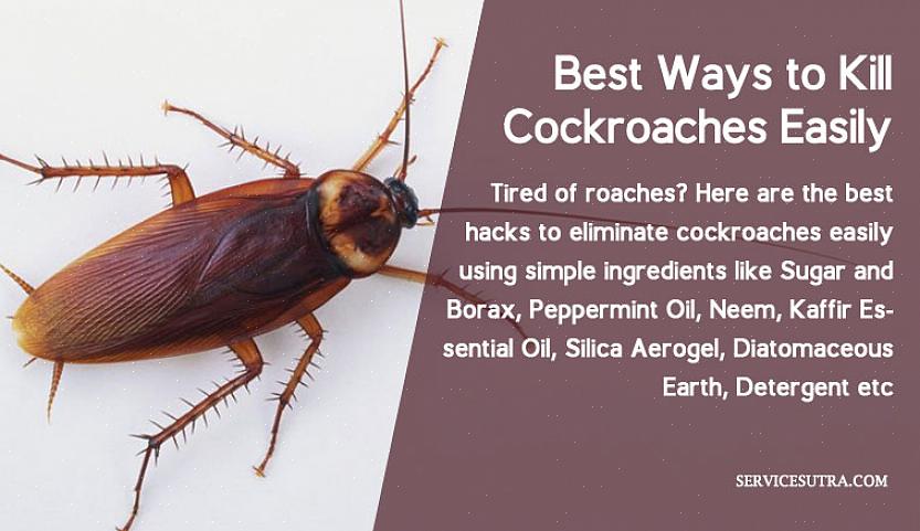 Lees hier hoe je kakkerlakken bestrijdt