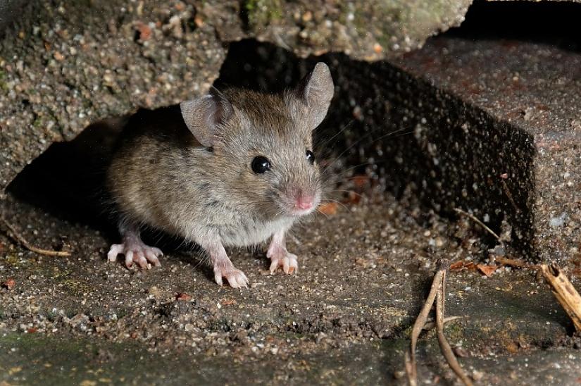 שליטה בעכברים יכולה להיות עבודה מייגעת