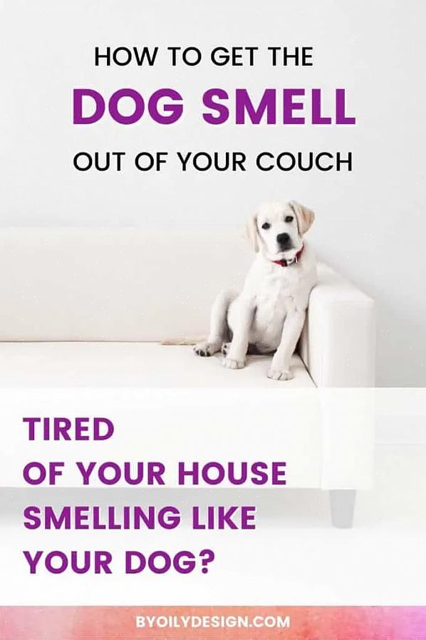 קראו כאן 6 טיפים להסרת ריח כלב בצורה מהירה ויעילה