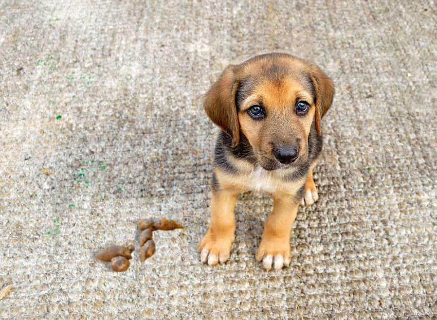 הנה איך להוציא ריח שתן של כלבים מהשטיחים ואיך להוציא פיפי מהשטיחים