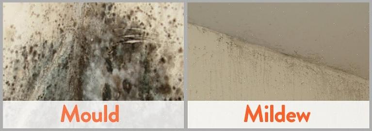 איך למנוע עובש ופטריות להופיע שוב על הקירות שלך
