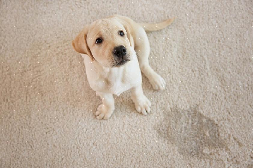 ריכזנו למטה רשימת בדיקה עבור מכונת השטיח כדי שתוכלו להריח את הפיפי של החתול על השטיח בבטחה מבלי לפגוע בשטיח