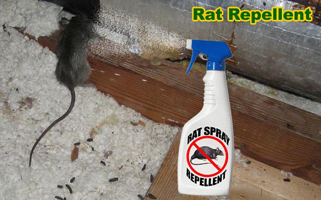 יש עוד כמה דרכים יוצאות דופן להיפטר מעכברים עם תרופות עממיות