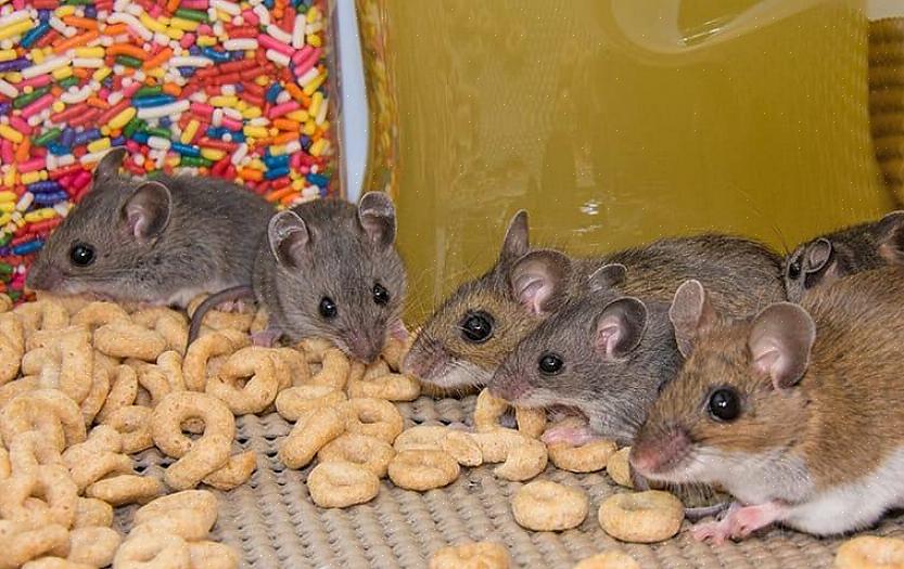 שמירה על ניקיון חשובה מאוד כדי להיפטר מעכברים בדירה בעיר