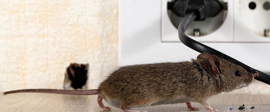 מאמר זה יראה לך כיצד להיפטר מחולדות ועכברים בדירה שלך