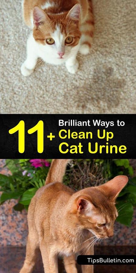 איך לא להתמודד עם ריח שתן של חתול
