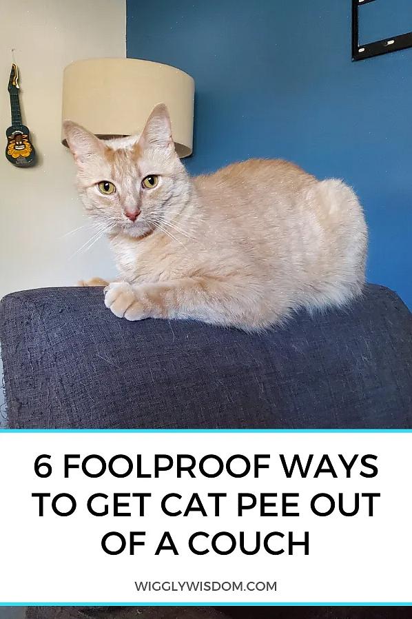 הנה איך להיפטר מהריח המיוחד של שתן חתול