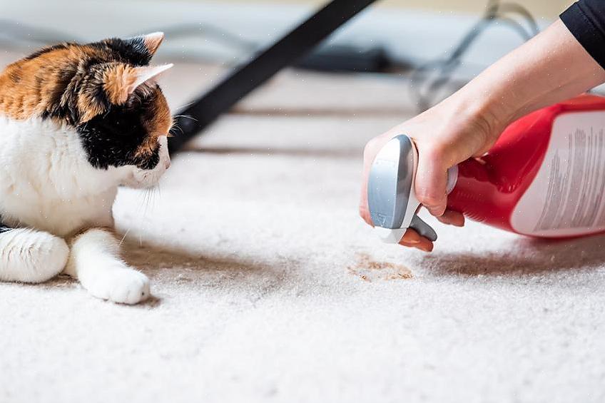 יהיו מקרים שבהם תצטרך להכיר כמה שיטות להסרת ריחות שתן של חתולים